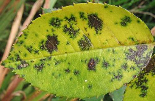 Черные пятна на стебле розы. Описание болезни