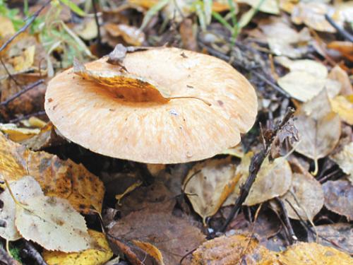 Царский гриб рыжик. Рыжик — царский гриб