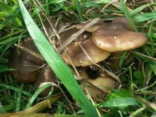 Грибы рядовки. Малоизвестные съедобные рядовки