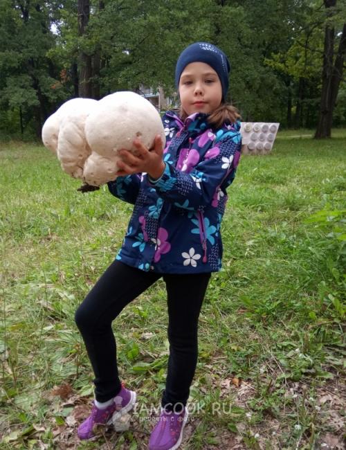 Гриб дождевик съедобный ли. Гриб дождевик 01