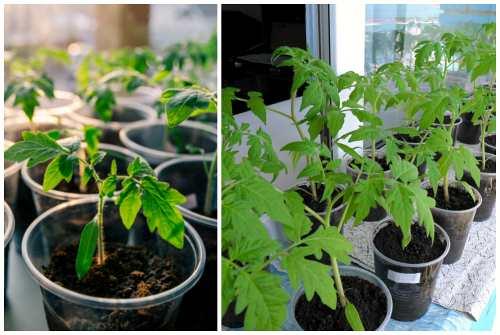 Помидор многолетнее растение. 