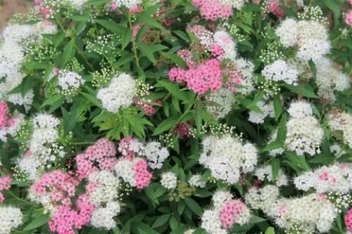 Спирея вангутта обрезка после цветения. Спирея: как правильно обрезать кустарник, чтобы цветение было длительным и пышным?