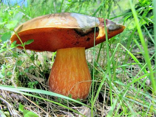 Пластинчатый гриб похож на белый. Другие виды, похожие на белый ложный гриб