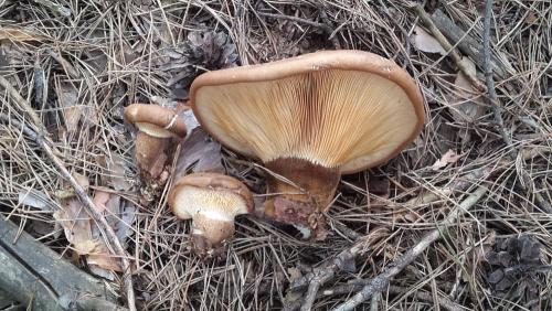 Как отличить рыжик от свинушки. Как выглядит гриб ложная свинушка?