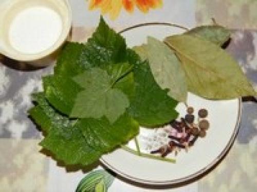 Рыжики, как готовить соленые. Рыжики холодного посола