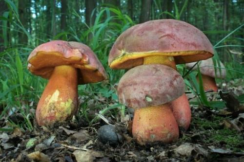 Гриб пластинчатый с коричневой шляпкой и коричневой ножкой. Обзор условно-съедобных грибов