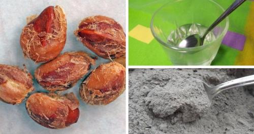 Как посадить можжевельник из семян. Выращивание из семян в домашних условиях