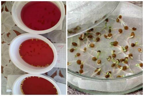 Помидор многолетнее растение. 