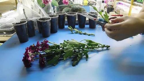 Укоренение черенков хризантемы в воде. Как размножить хризантему из букета. Простой способ черенкования