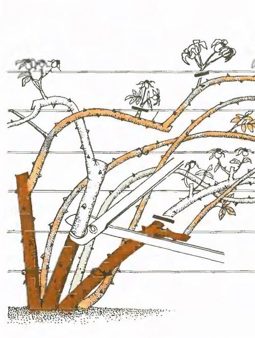 Уход за плетистыми розами после цветения. Как проходит обрезка плетистых роз после цветения