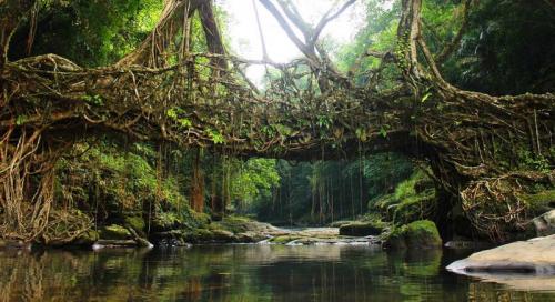 Как ускорить рост фикуса каучуконосного. Ботаническое описание и характеристика растения