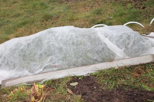 Как укрыть клубнику в теплице на зиму. Укрываем клубнику на зиму: как когда и чем правильнее это сделать?