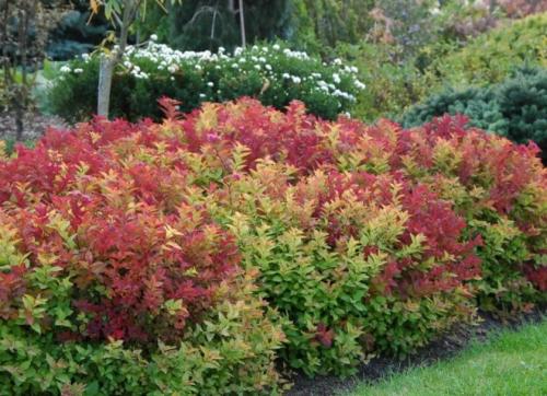 Спирея макрофила обрезка. Спирея Макрофилла в ландшафтном дизайне