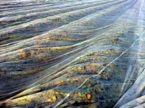 Чем укрыть клубнику на зиму. Чем я клубнику укрывать буду, а чем не буду и другим не советую: укрываем клубнику на зиму надежно и правильно