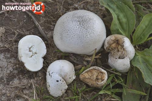 Дождевик луговой — описание, где растет, ядовитость гриба