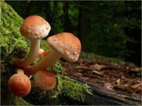 Гриб похожий на опенок. Съедобные и ложные опята: критерии различия 10