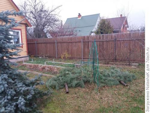 Укрытие роз на зиму спанбондом. Укрытие роз на зиму – забота и любовь