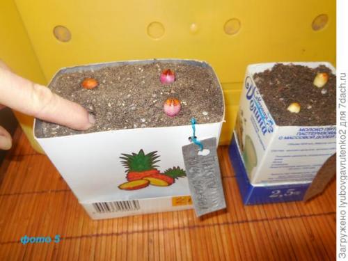 Что делать с клубнями ГЛАДИОЛУСОВ. Омолаживаем гладиолусы всего за один сезон. Делюсь секретом