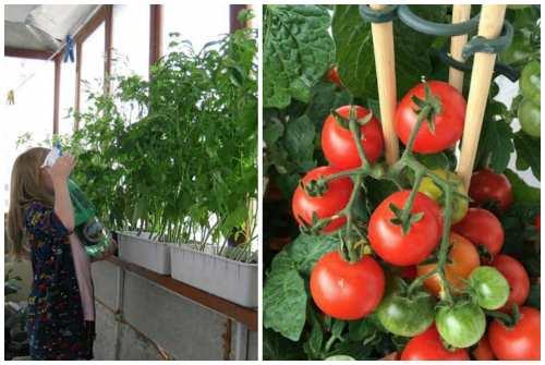 Помидор многолетнее растение. 