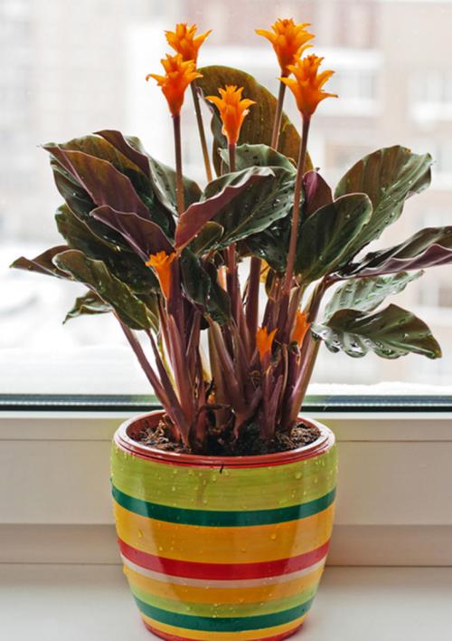 Комнатное растение дерево счастья. 10 комнатных растений, приносящих счастье и благополучие в дом 26 Комнатное растение дерево счастья. 10 комнатных растений, приносящих счастье и благополучие в дом 26