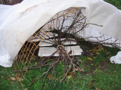 Как укрыть розы на зиму агроволокном. Как укрыть на зиму плетистые розы?