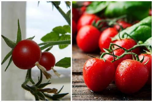 Помидор многолетнее растение. 