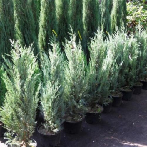 Можно ли можжевельник сажать осенью. Можно ли в сентябре сажать Можжевельник? 04