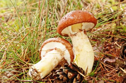 Ложные маслята. Популярные виды съедобных маслят