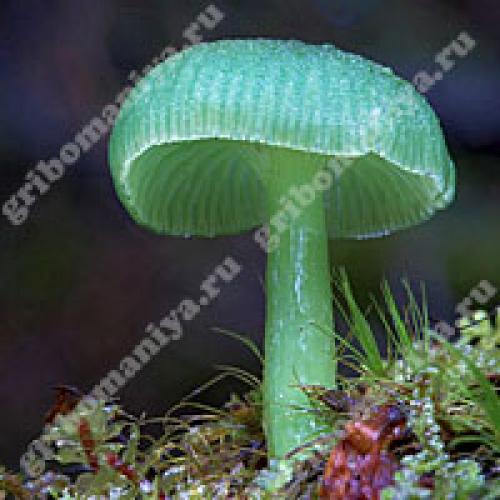 Какие грибы относятся к трубчатым. 03 Какие грибы относятся к трубчатым. 03