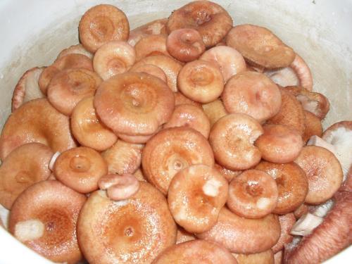 Как засолить волнушки быстрым способом. Солим волнушки дома