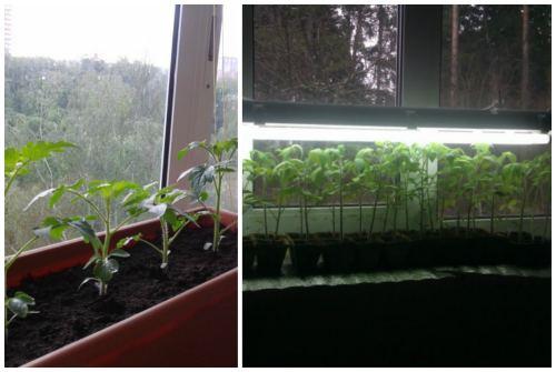 Помидор многолетнее растение. 