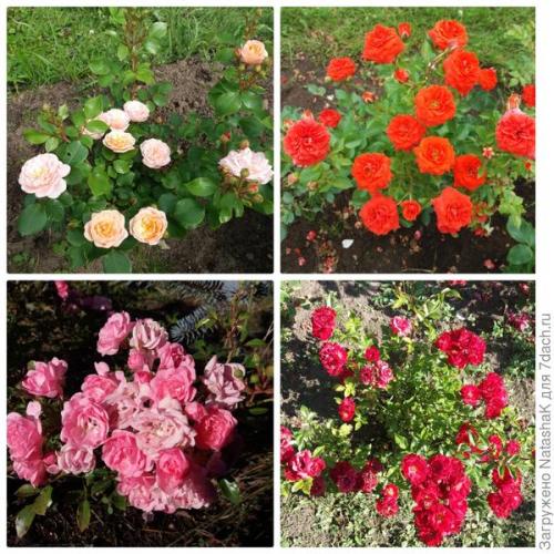 Укрытие роз на зиму спанбондом. Укрытие роз на зиму – забота и любовь