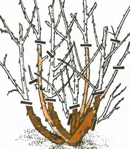 Роза флорибунда обрезка на зиму. Как делается обрезка флорибунды