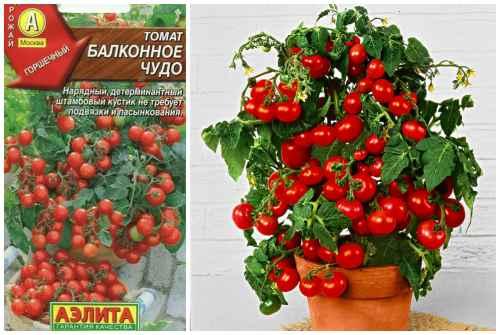 Помидор многолетнее растение. 