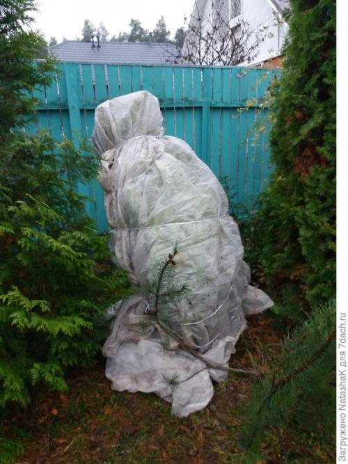 Как укрыть хвойные растения на зиму. Хвойные и зимовка –, что накрываем, а что нет