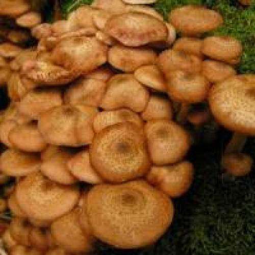 Опёнок осенний