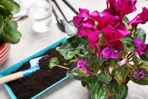 Комнатное растение дерево счастья. 10 комнатных растений, приносящих счастье и благополучие в дом 30 Комнатное растение дерево счастья. 10 комнатных растений, приносящих счастье и благополучие в дом 30