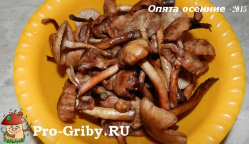 Отличие ложных опят от обыкновенных. Отличие опят от ложных. Ложные опята