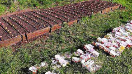 Сколько растет детка гладиолуса. 2 Сажаем клубнеплоды в домашних условиях