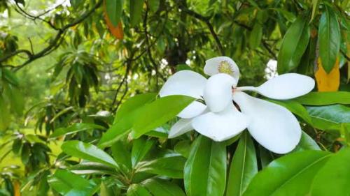 Как ускорить рост фикуса каучуконосного. Ботаническое описание и характеристика растения