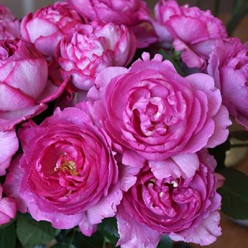 Розы при. А вы умеете выбирать свежие розы? Давайте проверим) 7 лайфхаков и мифы покупателей