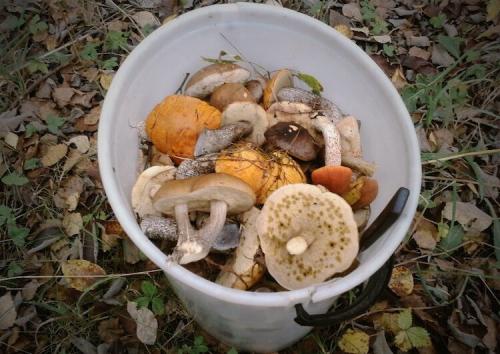 Какие грибы растут в сосновом лесу в сентябре. Какие грибы я собираю в сентябре и почему именно их