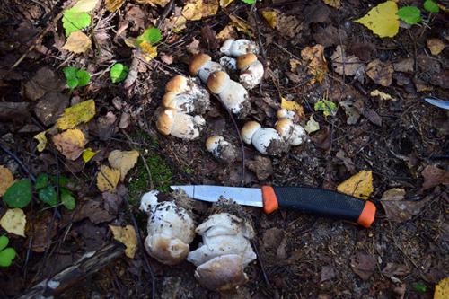 Где растут белые грибы. Как и когда растут белые грибы