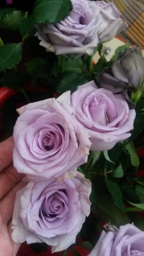 Розы при. А вы умеете выбирать свежие розы? Давайте проверим) 7 лайфхаков и мифы покупателей