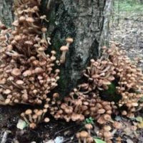 Опёнок осенний