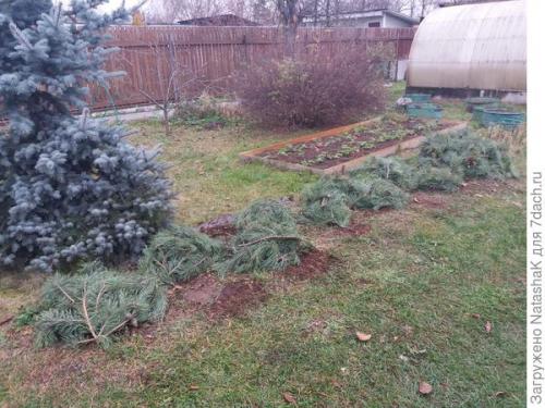 Укрытие роз на зиму спанбондом. Укрытие роз на зиму – забота и любовь