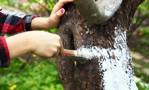 Как подготовить абрикос к зиме. Готовим абрикос к зиме