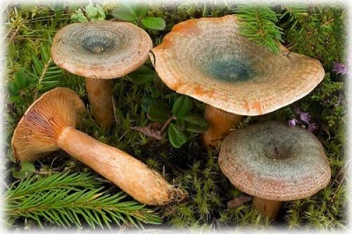 Какие грибы растут в сосновом лесу. Характерные признаки съедобных грибов и их описание