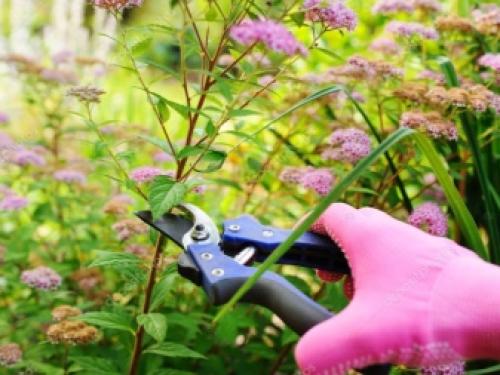 Спирея уход осенью подготовка к зиме. Как ухаживать за спиреей осенью 10