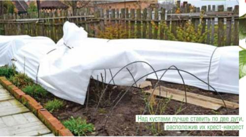 Как укрыть розы на зиму укрывным материалом. Воздушно-сухое укрытие